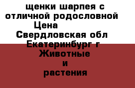 щенки шарпея с отличной родословной › Цена ­ 10 000 - Свердловская обл., Екатеринбург г. Животные и растения » Собаки   . Свердловская обл.